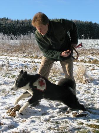 Asmo, karelischer Bärenhund, DRK-RHS Meschede